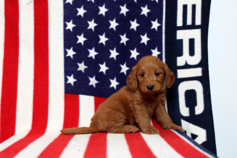 puppy, for, sale, Mini Goldendoodle F1, Matthew B. Stoltzfus, dog, breeder, Gap, PA, dog-breeder, puppy-for-sale, forsale, nearby, find, puppyfind, locator, puppylocator, aca